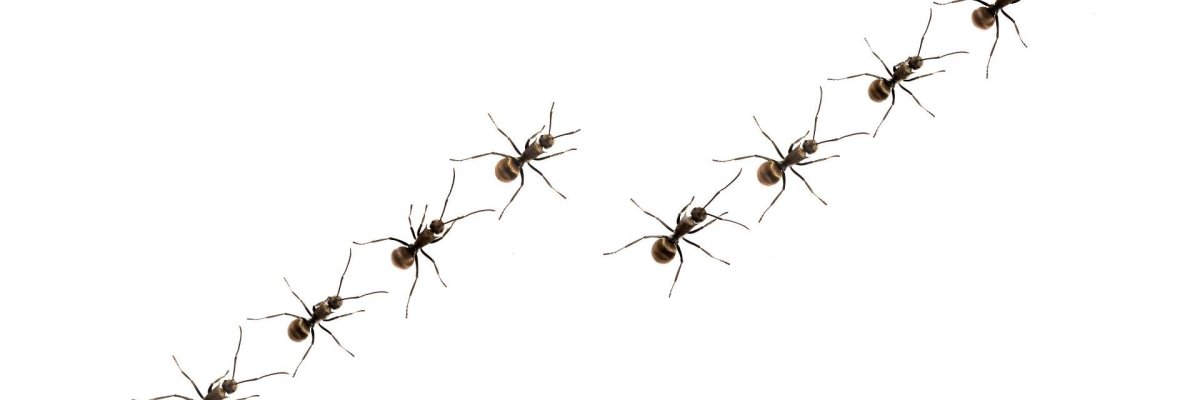 Tampinoma Magnum - 1