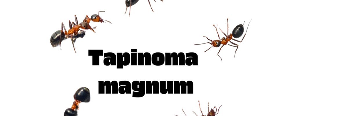 Symbolbild Tapinoma Magnum Symbolbild Tapinoma Magnum