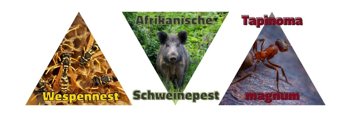 Header Homepage - Wildtiere Insekten