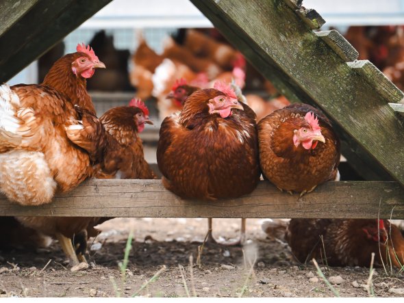 Anzeige (12 x 9 cm) - 4