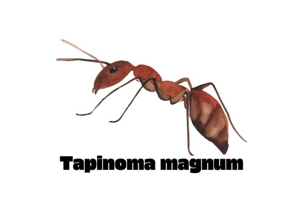 Symbolbild einzel Tapinoma Magnum Symbolbild einzel Tapinoma Magnum