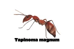 Symbolbild einzel Tapinoma Magnum Symbolbild einzel Tapinoma Magnum